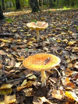 Inedible mushroom of toadstool in autumn forest