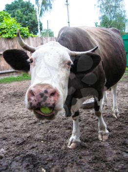 The image of cow chewing an apple