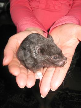 The image of small grey hamster in the hands