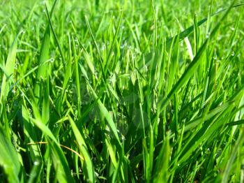 the image of thrickets of a high green grass