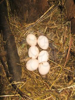 Nest of the hen with six eggs on the hay