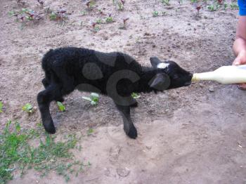 The image of lamb drinking milk from a bottle
