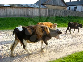 The cows going from a pasturein the village