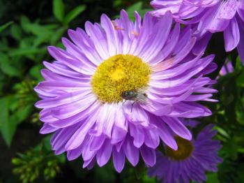 The fly on the beautiful and bright blue aster