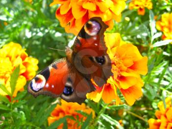 The graceful butterfly of peacock eye sitting on the tagetes