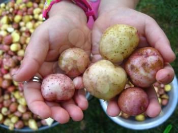 the image of harvest of pile of potatoes