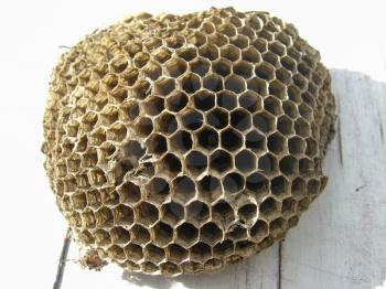 the image of cells of nest of wasps
