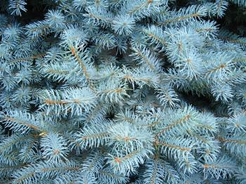 The image of blue branches of a young fur-tree