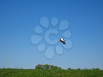 white stork flying above the field on a background of the blue sky