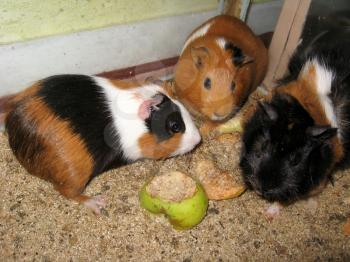 the image of little beautiful brown guinea-pigs