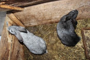 the image of brood of the young amusing rabbits