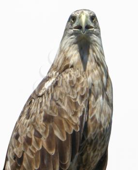 the image of golden eagle isolated on the white background