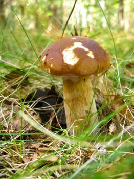 The image of beautiful and big mushroom of Boletus