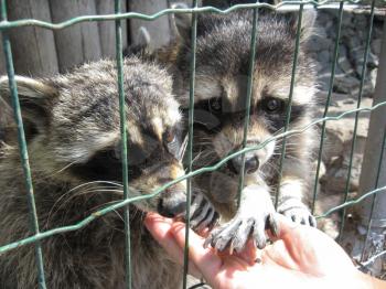 The image of raccoons with asking paw behind a bar