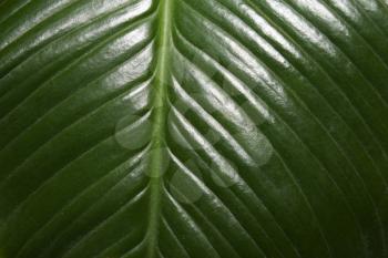 Very unusual background of green colored leaf