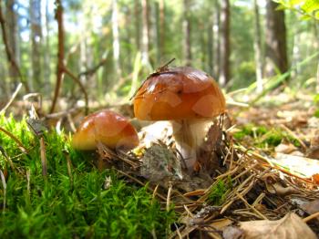 The image of beautiful young fly agaric in the forest