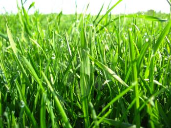 thrickets of a high green grass with drops of dew