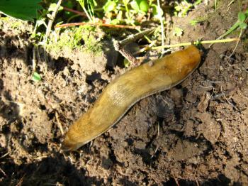 the image of slug creeping on the ground
