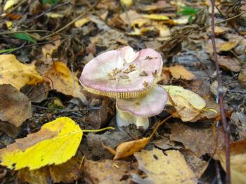 a pair of nice mushrooms in the autumn leaves