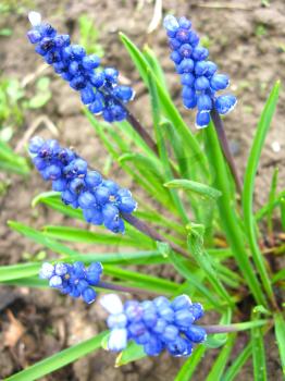 the image of some beautiful blue flowers of muscari
