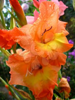 a beautiful and bright flower of orangegladiolus