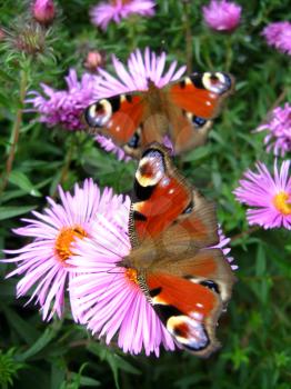 The graceful butterflies of peacock eye sitting on the aster