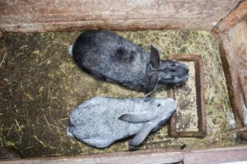 The image of a pair of grey nice rabbits