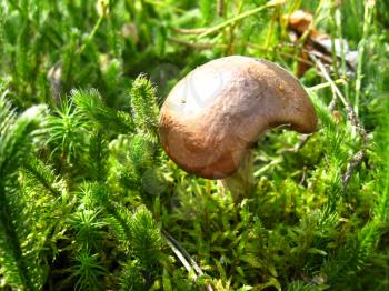nice brown top of mushroom in the green moss