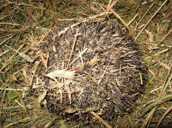 Hedgehog curtailed a ball in dry grass