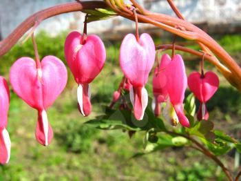 the image of magnificent flower of dicentra