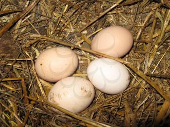 Nest of the hen with four eggs on the hay