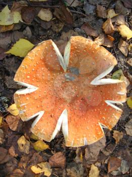 The image of beautiful red fly agaric in the forest