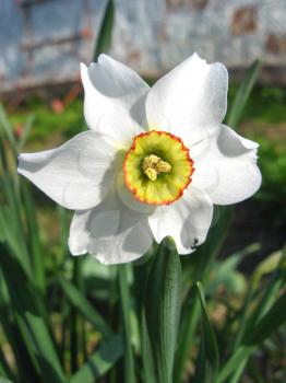 the image of flower of a white beautiful narcissus