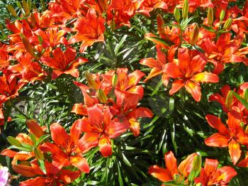 a bed with a lot of flowers of beautiful red lilies