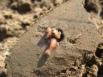 The image of worms in the ground