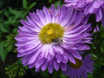 The image of beautiful and bright blue aster