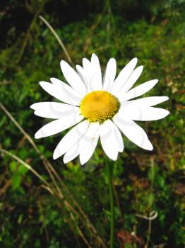a beautiful flower of the white chamomile