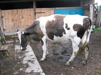 The black-and-white cow living on a farm