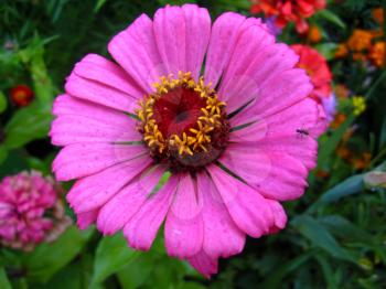 The image of bed of fine zinnia