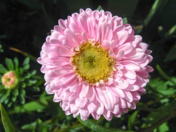 The image of beautiful and bright pink aster