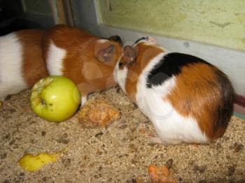 the image of little beautiful brown guinea-pigs
