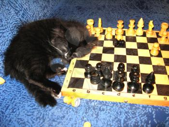 The tired cat-champion sleeps on a chess