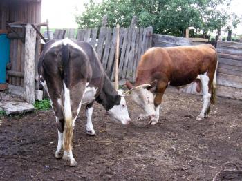 The image of some calfs living on a farm
