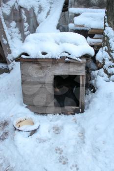 the image of the dog's  kennel on a snow