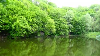 the branch of trees above the river in the forest