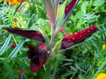 a beautiful and bright flower of claret gladiolus