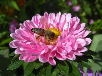 The bee sitting on the  and beautiful aster