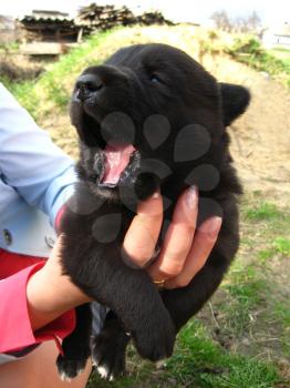 The big black puppy in a hand isolated on the white background