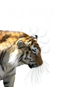 The big tiger isolated on a white background