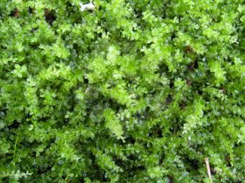background of green wet moss in the forest